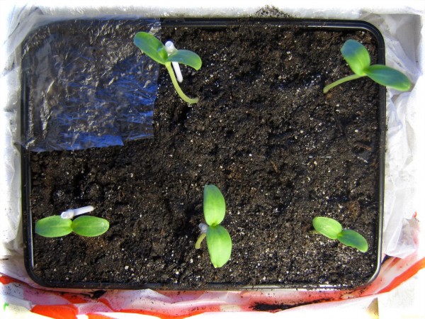 Cum să crești pepene în câmp deschis: trucuri simple