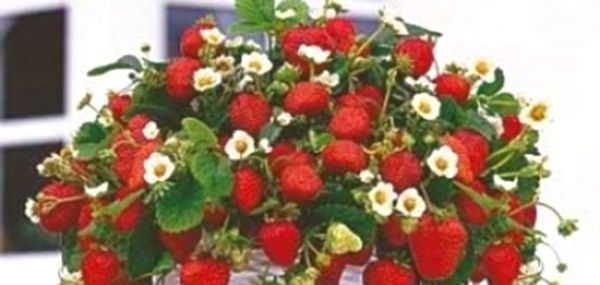 Как да отглеждаме ягоди на открито