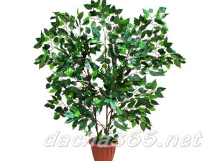 Ficus indoor: cura in casa, tipi di benjamin e gomma e regole di coltivazione e riproduzione