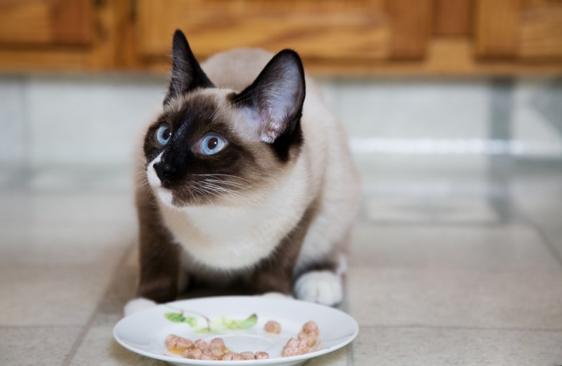 Как да се хранят кастрирани котки?