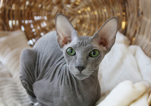 Сфинкс мачка: раса карактеристики