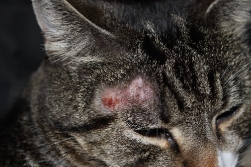 Cum de a vindeca lichen pisica acasa