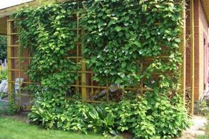 Багаторічні ліани для сонячних і напівтінистих садів