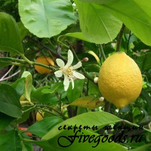 Кімнатний лимон: догляд в домашніх умовах, вирощування, фото, хвороби, цвітіння, розмноження