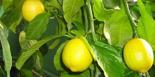 Lemon la domiciliu, în creștere și de îngrijire