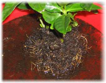 Secretele de iasomie de gardenie în creștere