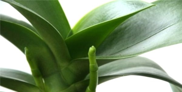 Орхидеи изникна: што да прави веднаш до цветот никне повторно да цвета