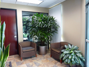 Nenáročné odstín-milující vnitřní rostliny pro kancelář nebo byt