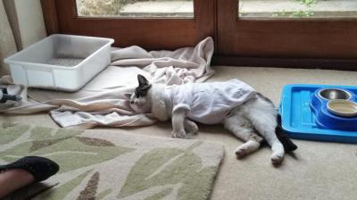 Kedi sterilizasyonundan sonra dikiş işleme