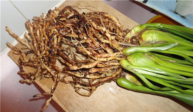 Cymbidium - селска орхидея: отглеждане и грижа у дома