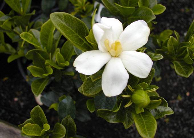 Gardenia: nega in sajenje doma, značilnosti temperature in namakanja