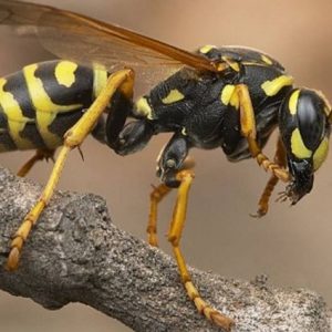 Правила прве помоћи за угризе инсеката: шта прво да урадимо