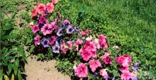 Petunia: vodopad cvijeća u vašem domu