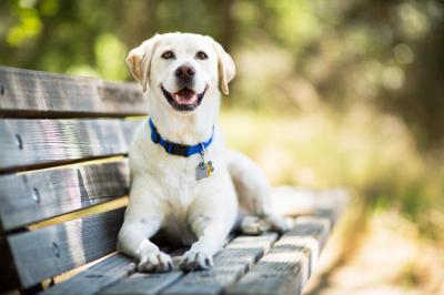 Pies rasy Labrador: opis, charakterystyka, ciekawe fakty i opinie właścicieli.