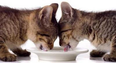 Как да се хранят месечни котенца?