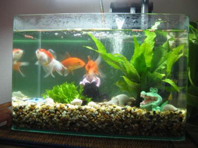 Како се бринути за кућни акваријум: водич за почетнике