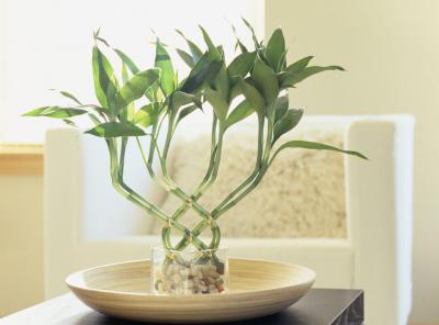 Bambusova sreća (dracaena Sander, helix): njega, uzgoj, sadnja