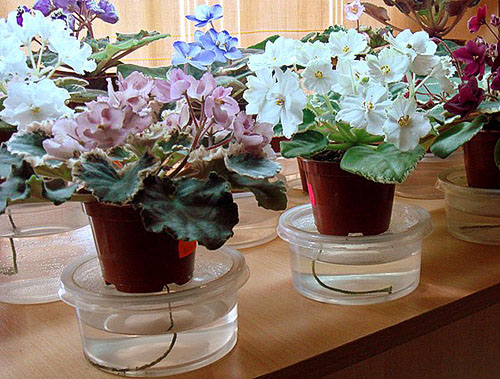 Diva indoor floriculture. Viole e cura per loro