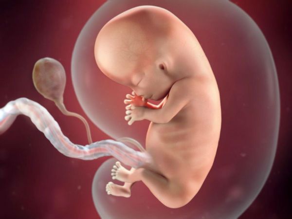 Vývoj dítěte během těhotenství: fáze vývoje plodu