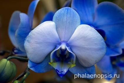 Modré orchidey doma