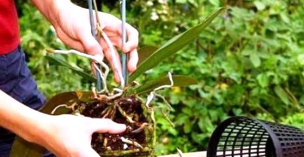 Lezioni di Floricoltura: riproduzione delle orchidee a casa