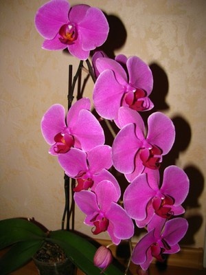Phalaenopsis orhideja - cvet metulja potrebuje posebno nego