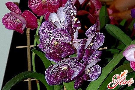 Orkide Vanda - kaprisli güzellik