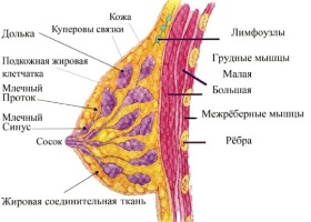 Cauze și tipuri de secreții din glandele mamare