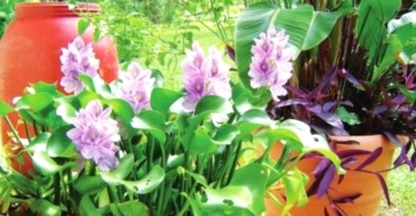 Water hyacinth eichornia - kako raste