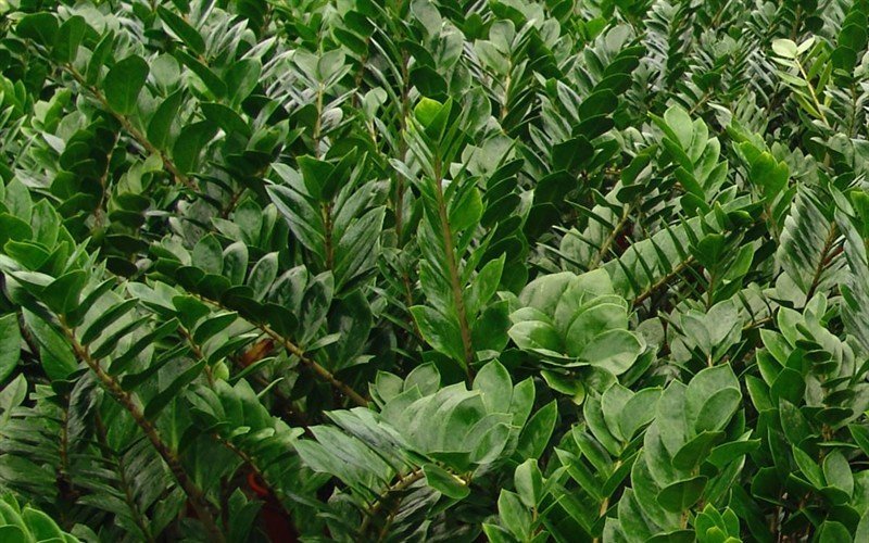 Zamioculcas: reprodukcija "dolarskega drevesa" z listi in druga sredstva