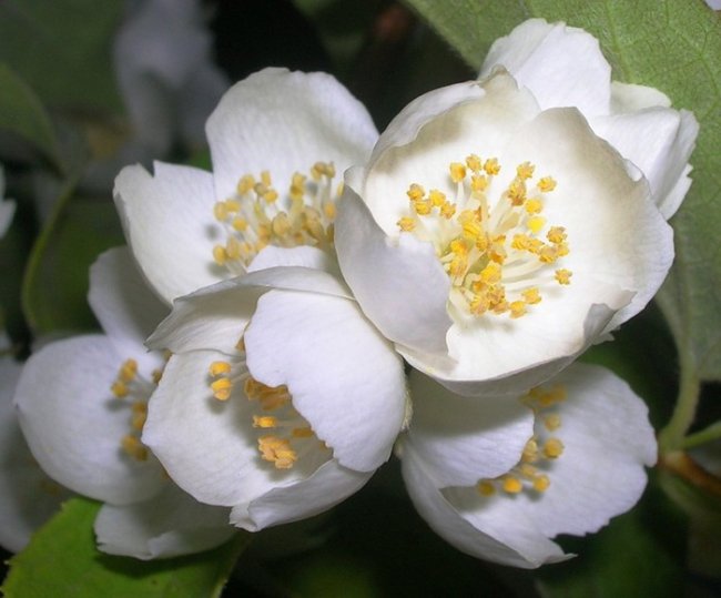 Jasmine floare de interior
